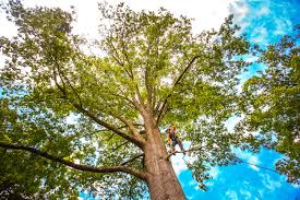 Best Tree and Shrub Care  in Stilwell, OK
