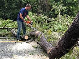Best Lot and Land Clearing  in Stilwell, OK