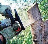 Best Fruit Tree Pruning  in Stilwell, OK